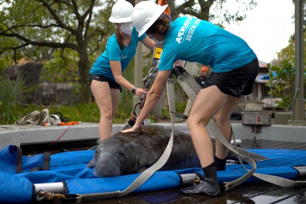 佛罗里达海牛从坦帕动物园的shuttellift SCD09工业起重机上获得“升力”